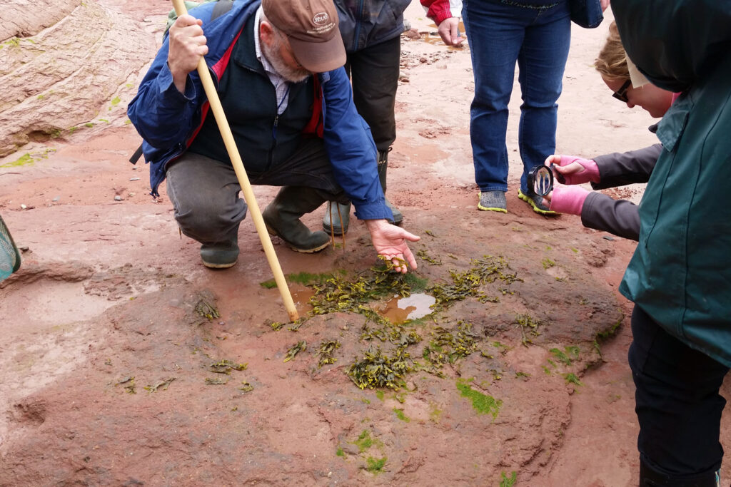 A tour guide exploring organisms found in the Atlantic Ocean floor at low tides with a group of tourists at Burntcoat Head Park in Nova Scotia, Canada.